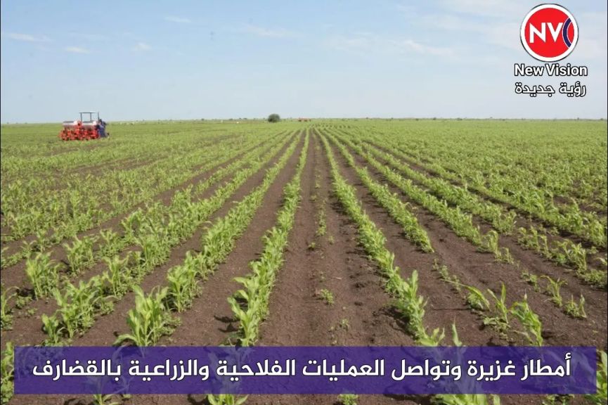 أمطار غزيرة وتواصل العمليات الفلاحية والزراعية بالقضارف